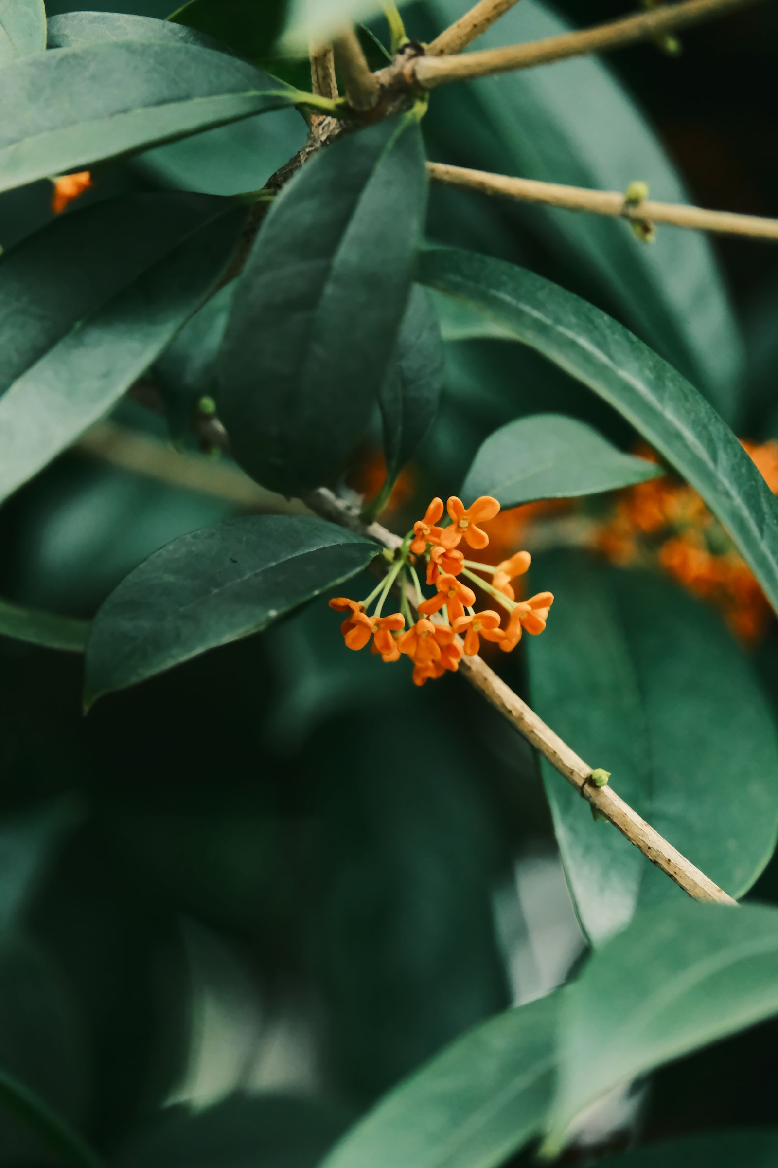 What Does Osmanthus Smell Like? Orange osmanthus blooms among green leaves