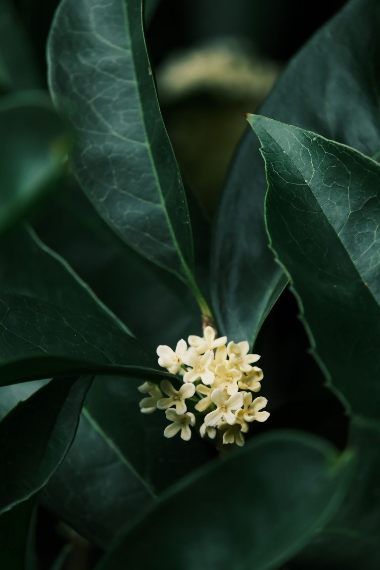 Osmanthus (fragrant olive) flowers