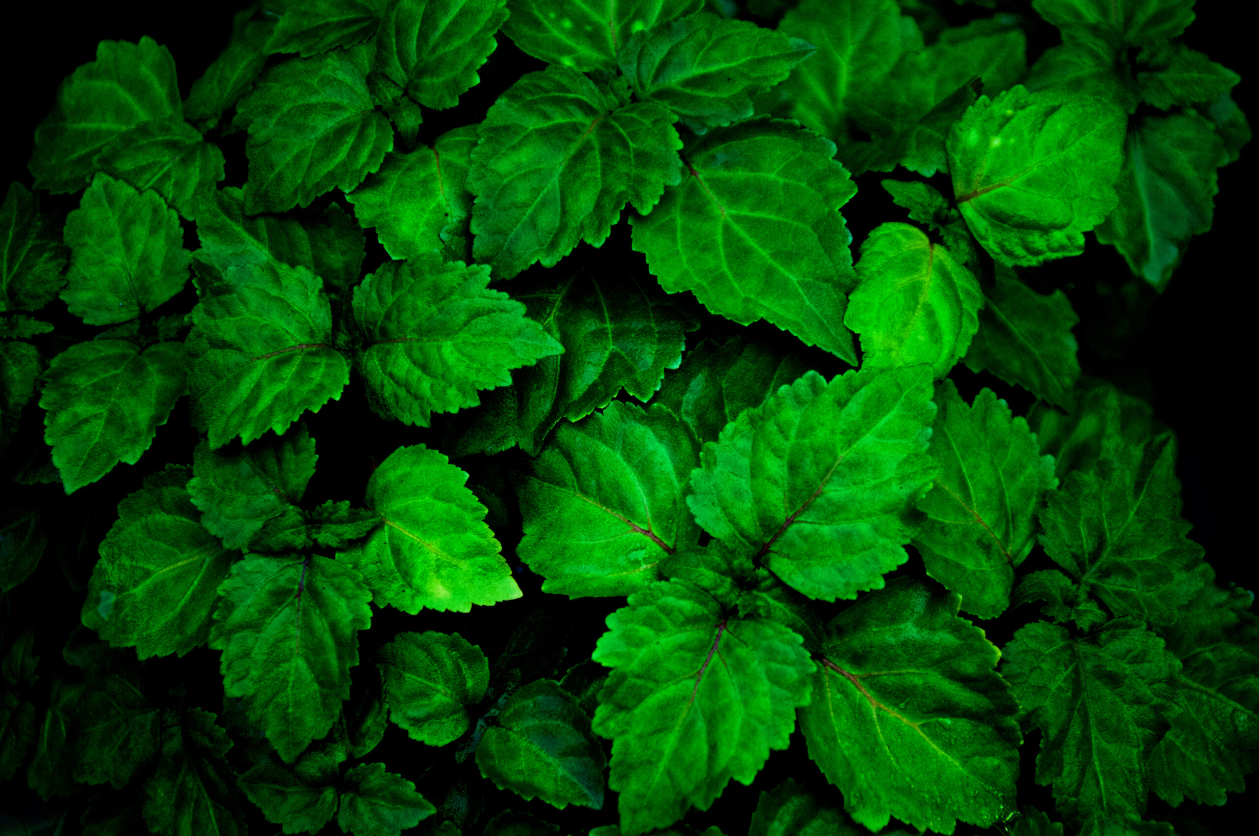 20 Best Patchouli Fragrances: Earthy, Woody & Sweet Patchouli Plant