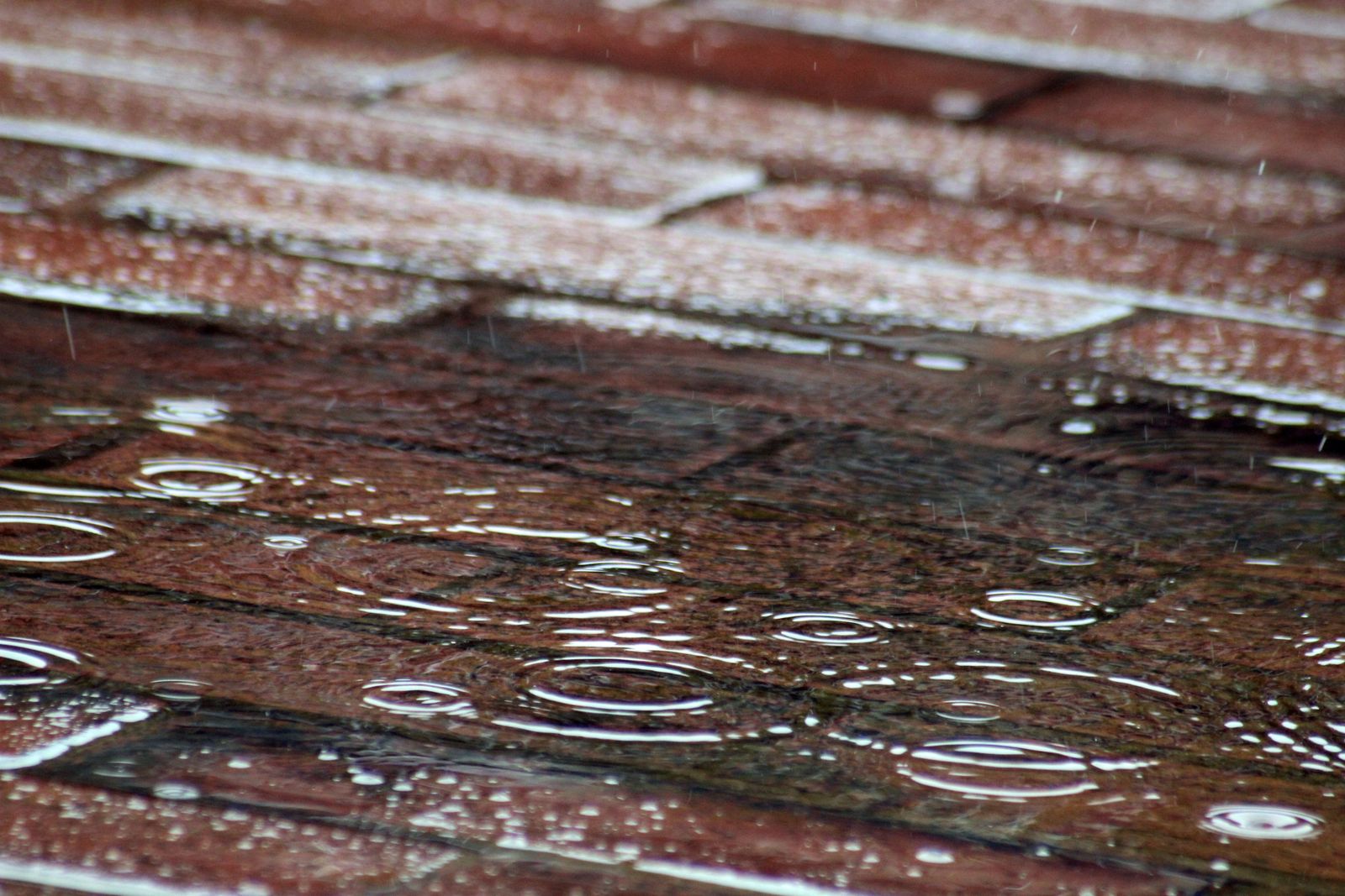What Does Petrichor Smell Like? Raindrops on pavement