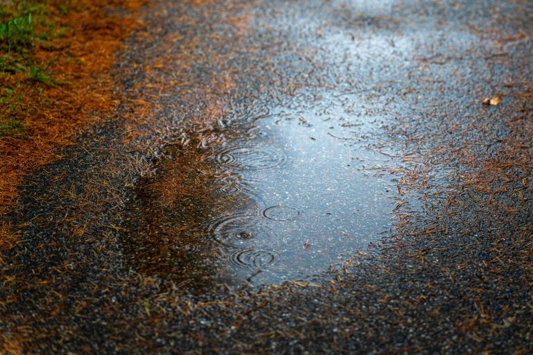 Rain puddle on a forest path