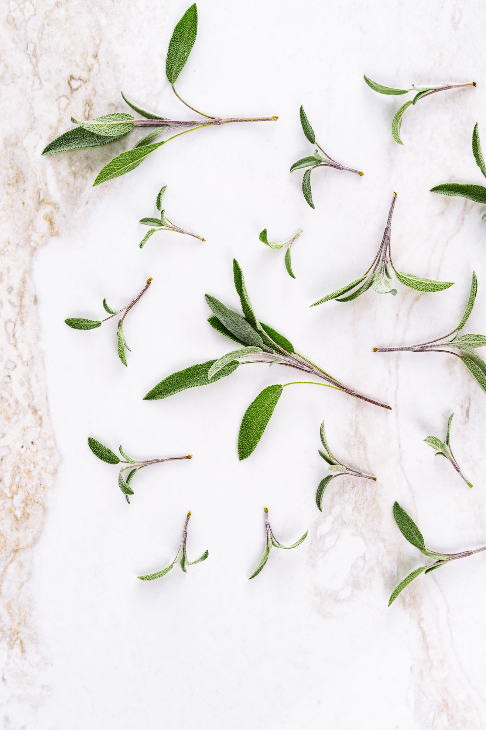 What Does Sage Smell Like? Green sage leaves