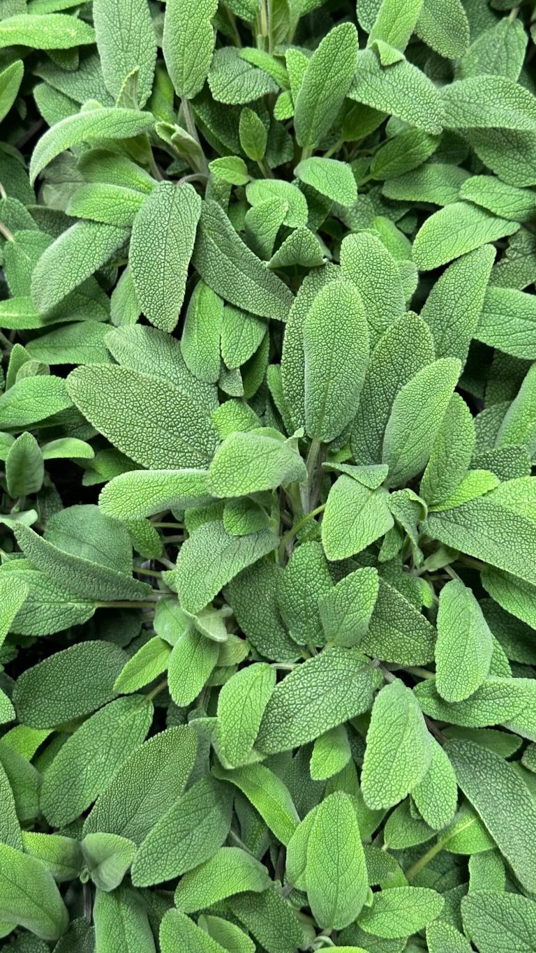 does sage smell like cigarettes What White Like? What Does Sage Smell Like?