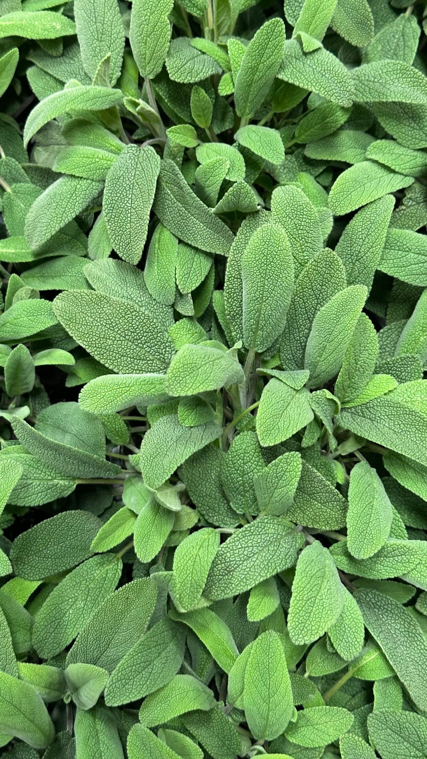 does sage smell like cigarette smoke 7 Things You'll Notice the First Time You  Meet Haus How to Burn California White