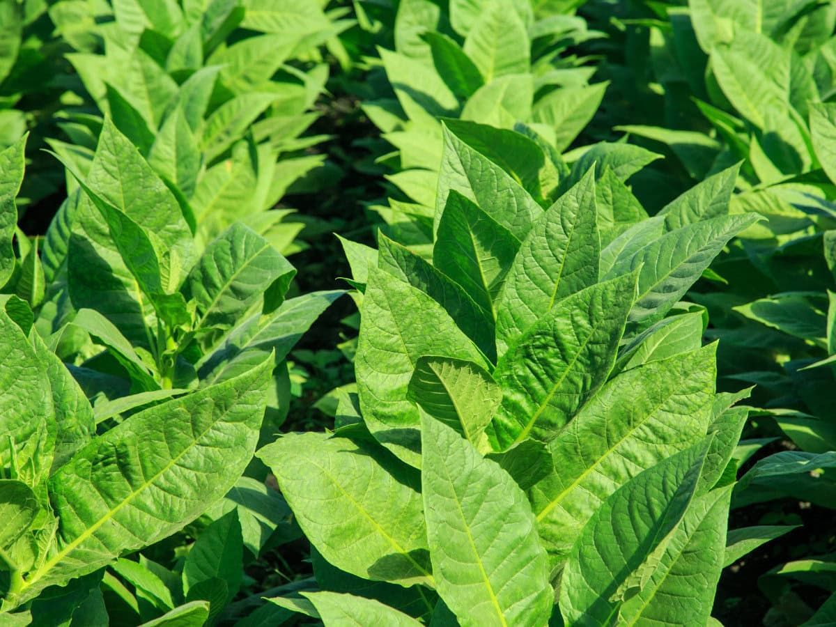 13 Best Tobacco Fragrances: Warm, Sensual & Luxurious tobacco plant