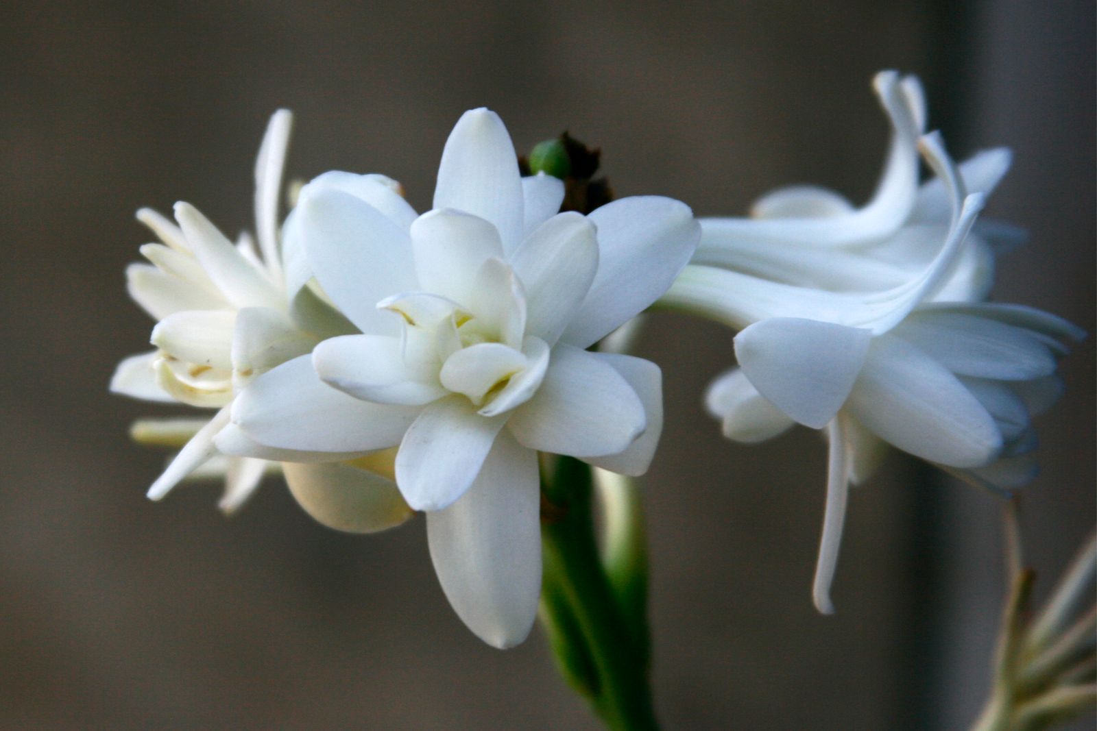 What Does Tuberose Smell Like? Tuberose flowers in bloom
