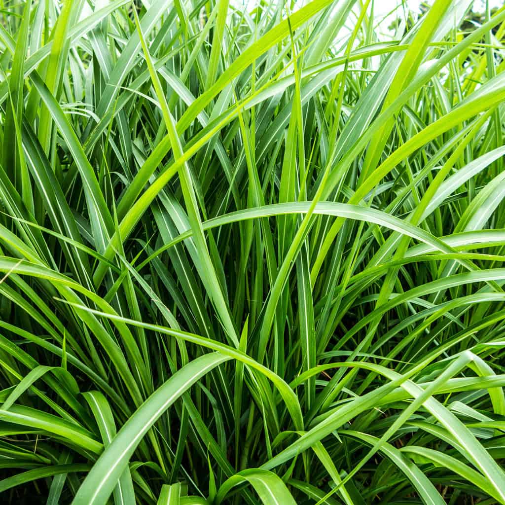 What Does Vetiver Smell Like? The Ultimate Guide Vetiver