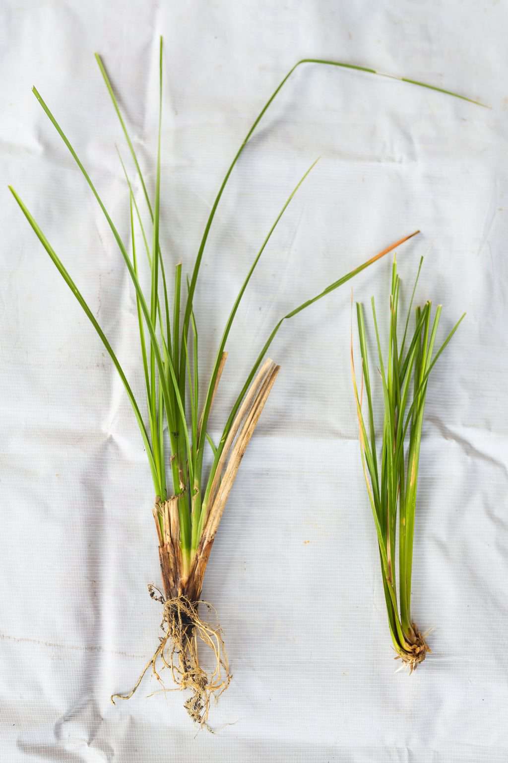 What Does Vetiver Smell Like? The Ultimate Guide Vetiver