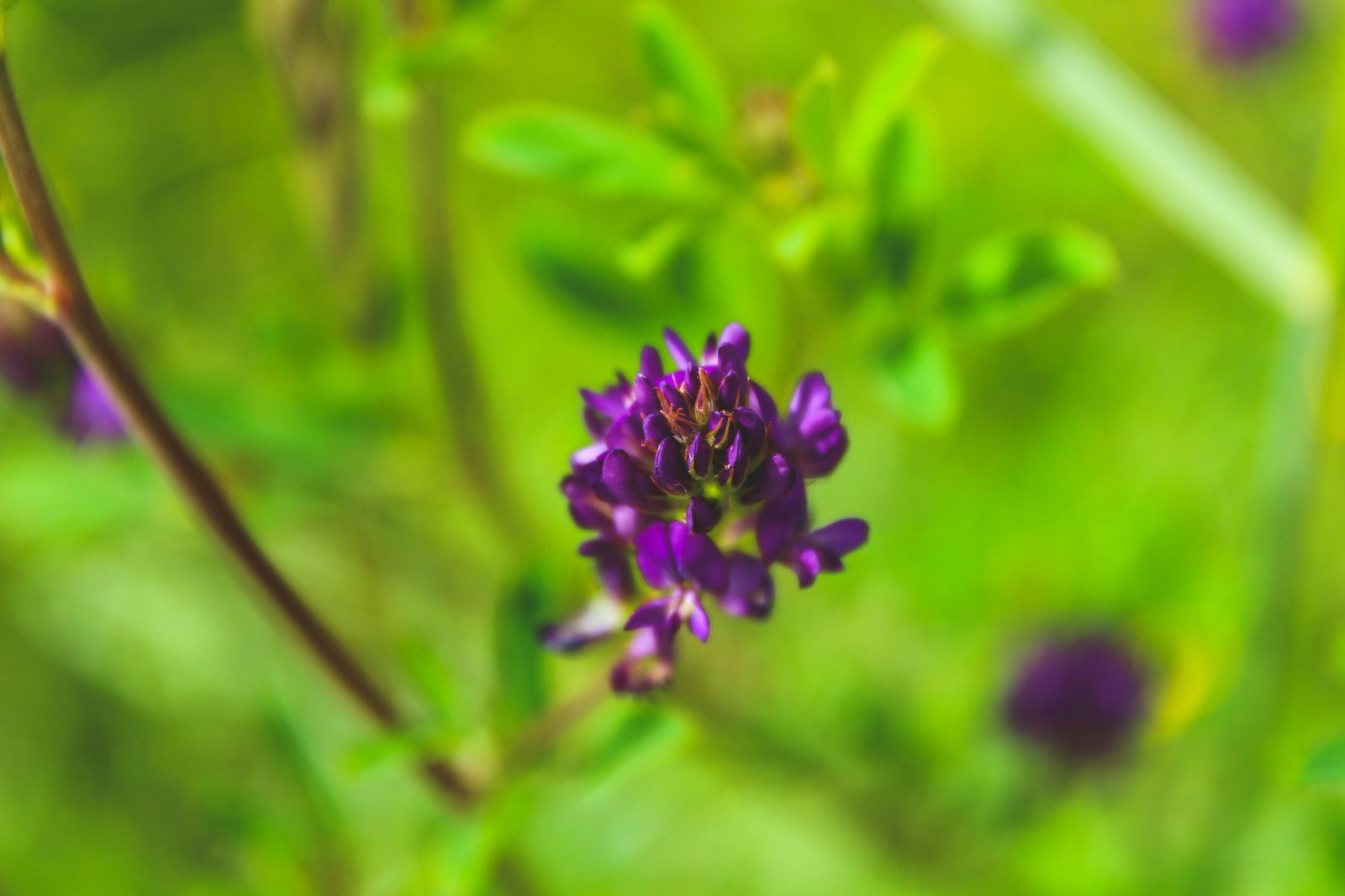 What Does Violet Smell Like? Powdery Flower & Green Leaf Purple violet flowers, source of the powdery violet-flower and green violet-leaf notes