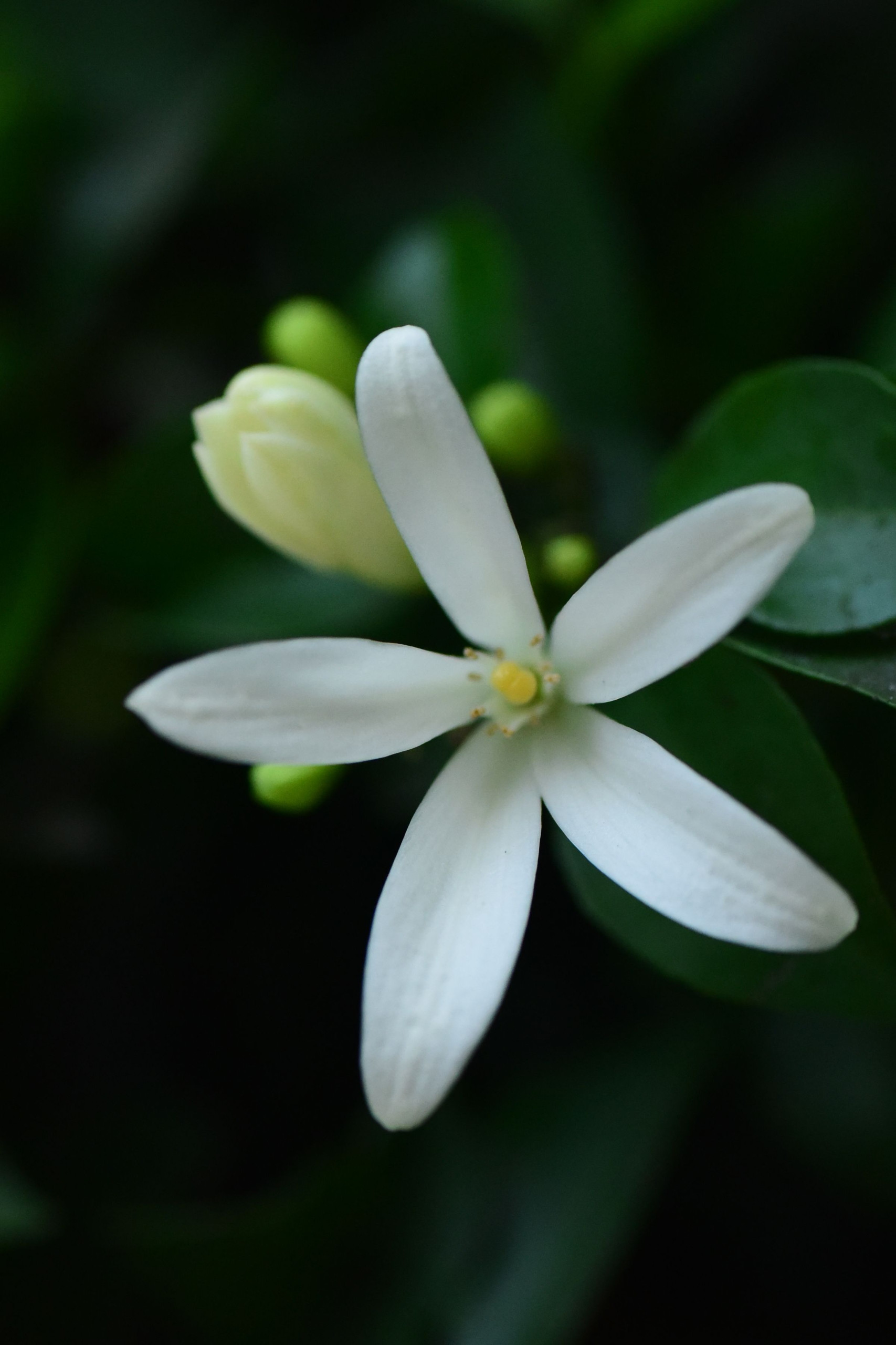 White Floral Fragrance Family: Notes, Scent Profile & Best Perfumes Jasmine
