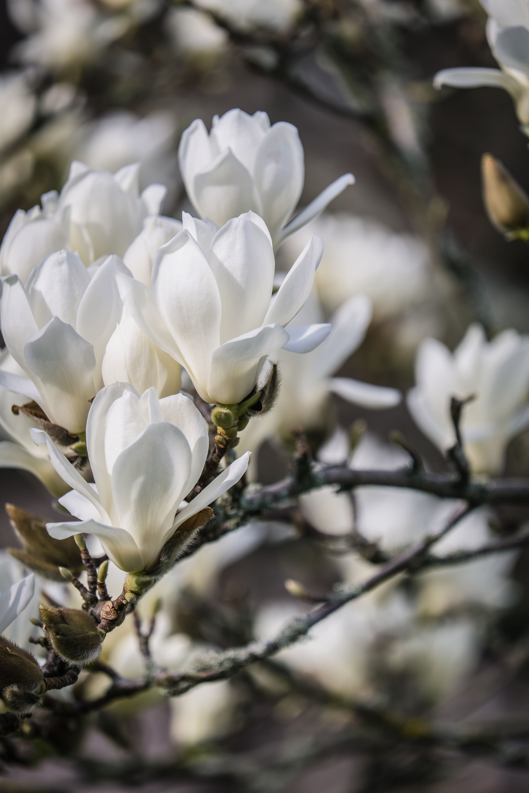 White Floral Fragrance Family: Notes, Scent Profile & Best Perfumes Magnolia