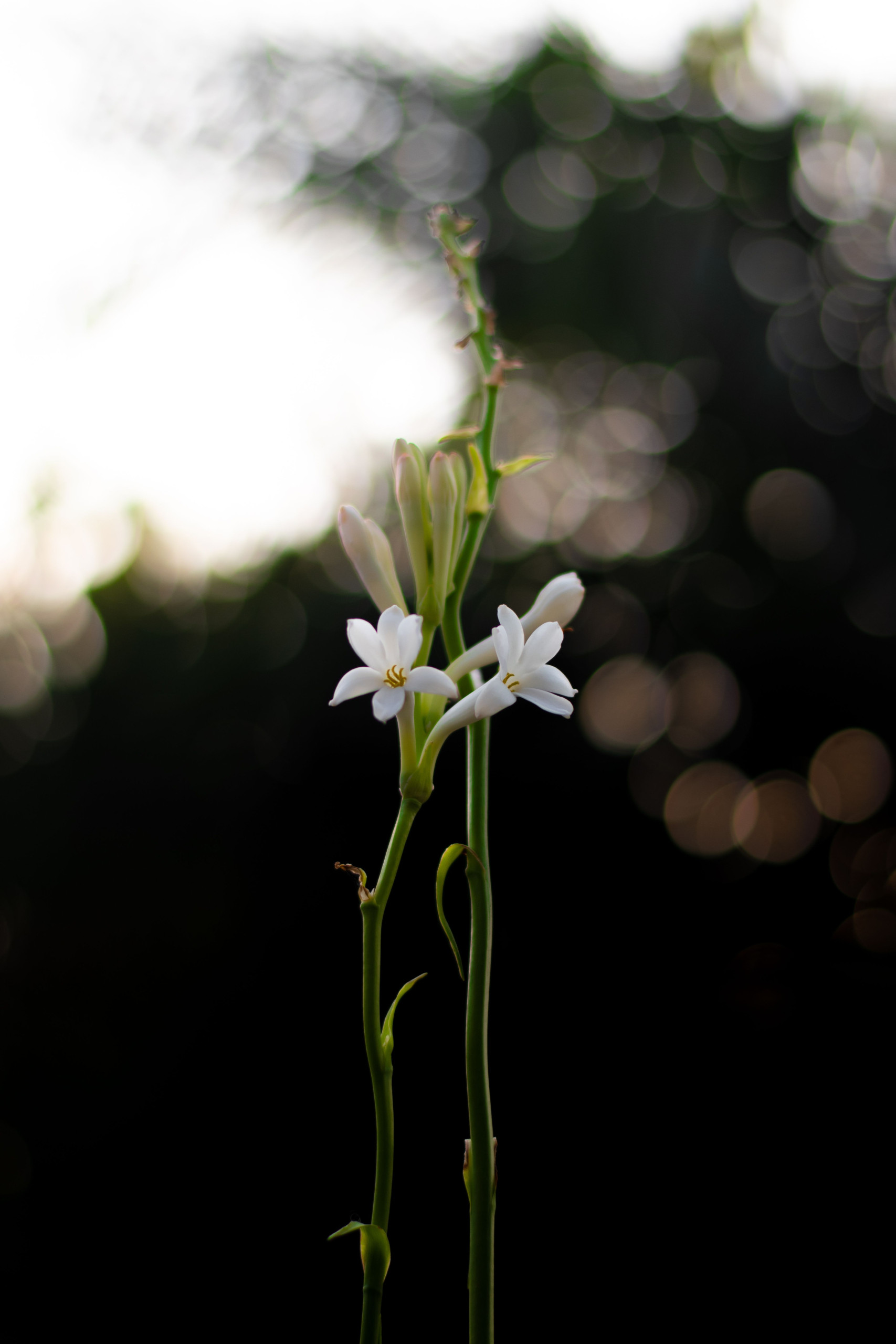White Floral Fragrance Family: Notes, Scent Profile & Best Perfumes Tuberose