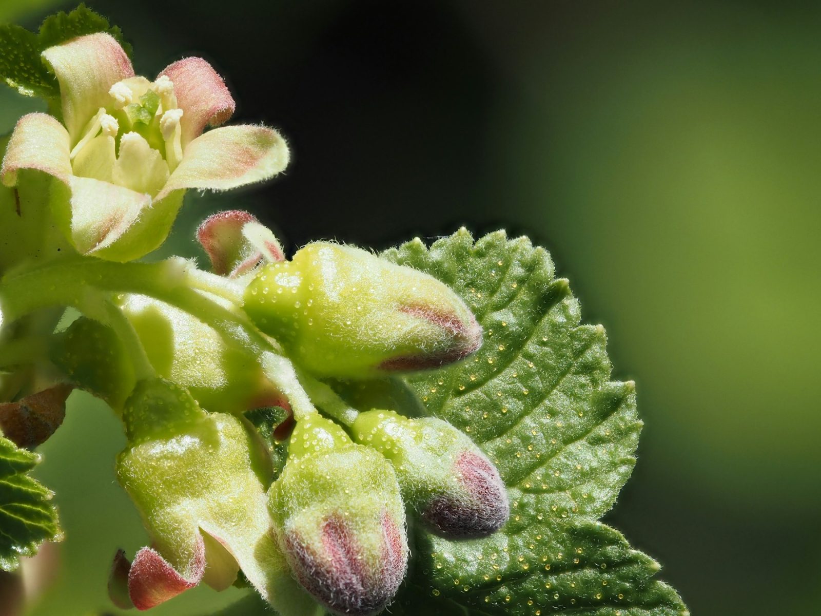 What Does Blackcurrant Smell Like? Blackcurrant buds and leaves, the part of the plant that yields the absolute