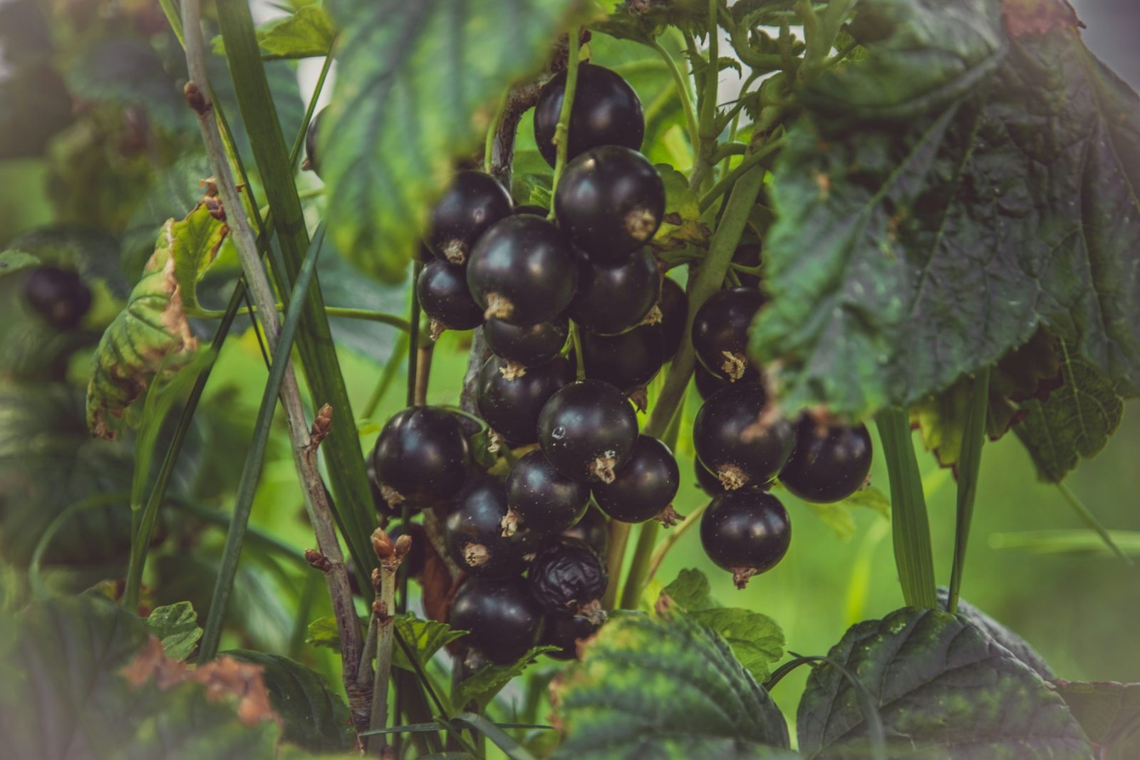 What Does Blackcurrant Smell Like? A cluster of ripe blackcurrants on the branch among green leaves