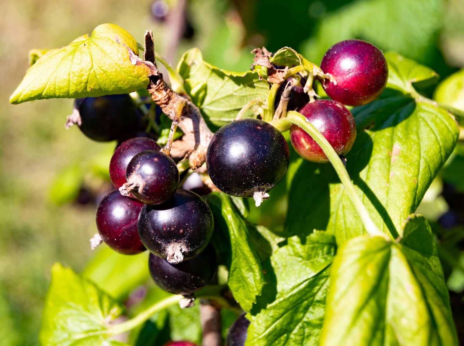 What Does Blackcurrant Smell Like? Ripe blackcurrants hanging on the bush, the source of the tart, sulphurous cassis note