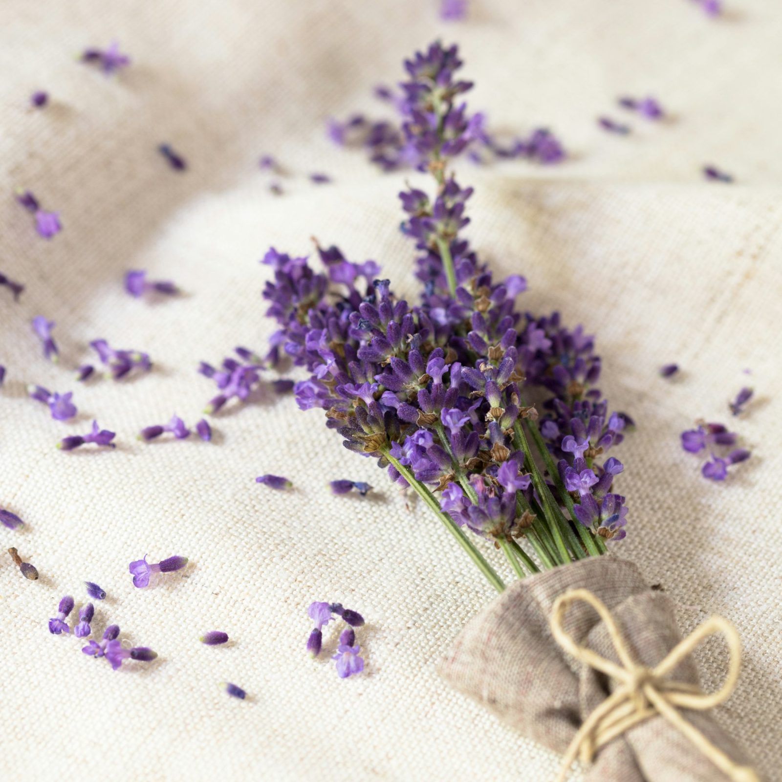What Does Lavender Smell Like? Cut lavender stems resting on linen in soft daylight, the harvested material behind lavender oil and absolute