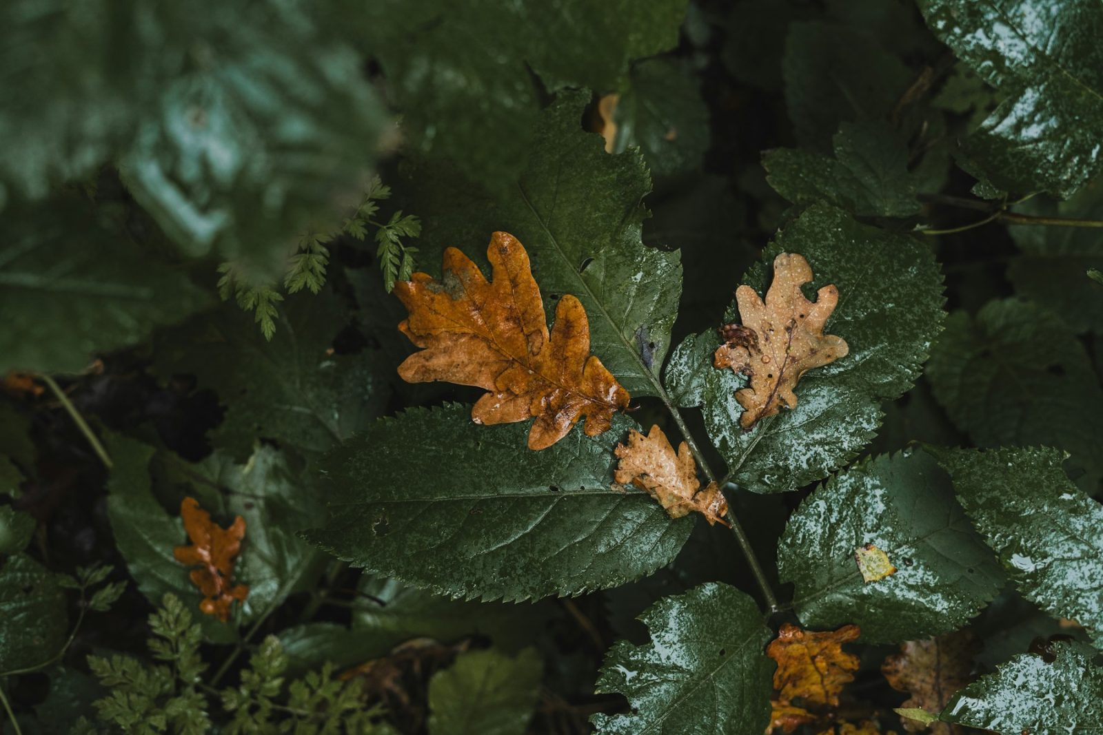 What Does Oakmoss Smell Like? Wet green leaves and fallen brown oak leaves on a damp forest floor, the reference image for oakmoss's earthy, rain-soaked character