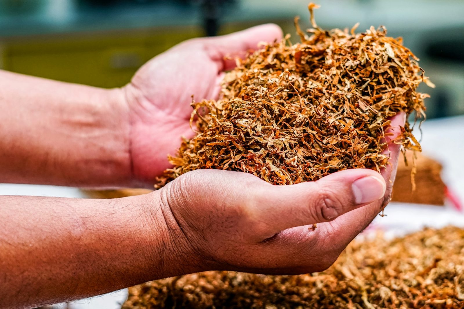 What Does Tobacco Smell Like? A hand holding a bundle of dried tobacco leaf, the cured raw material used in perfumery
