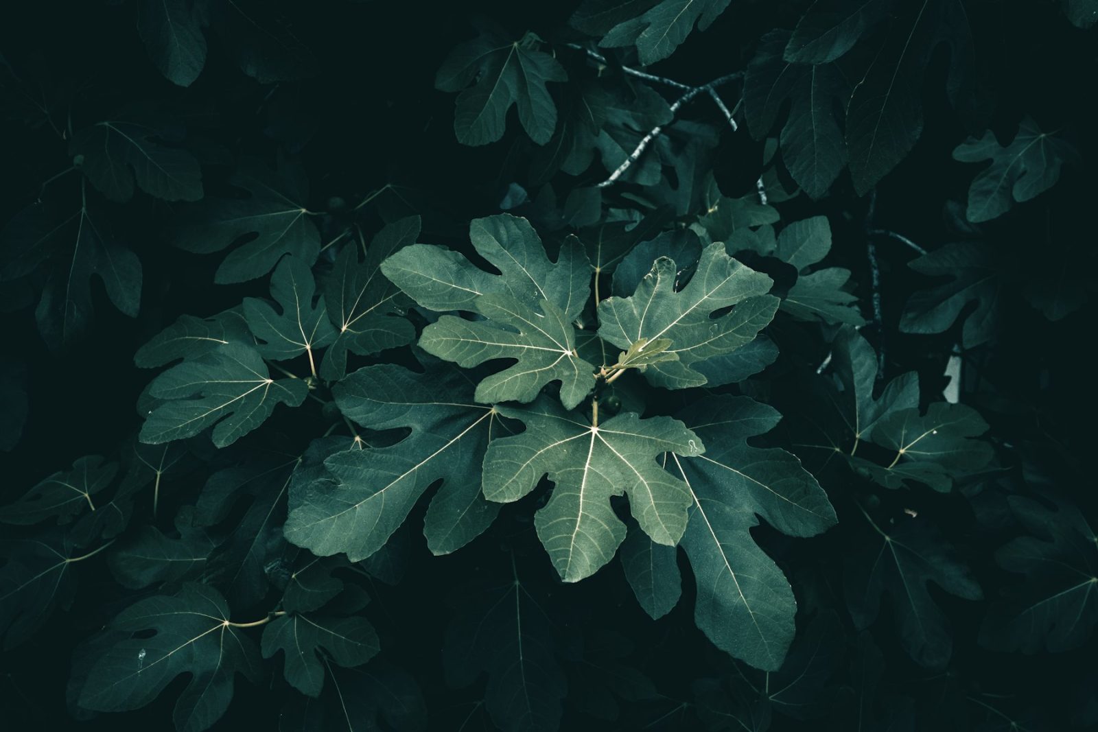 What Does Fig Smell Like? Fig tree leaves, the green sappy character central to every fig accord