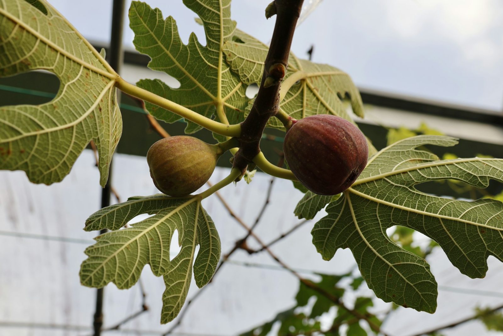 What Does Fig Smell Like? Figs ripening on the branch