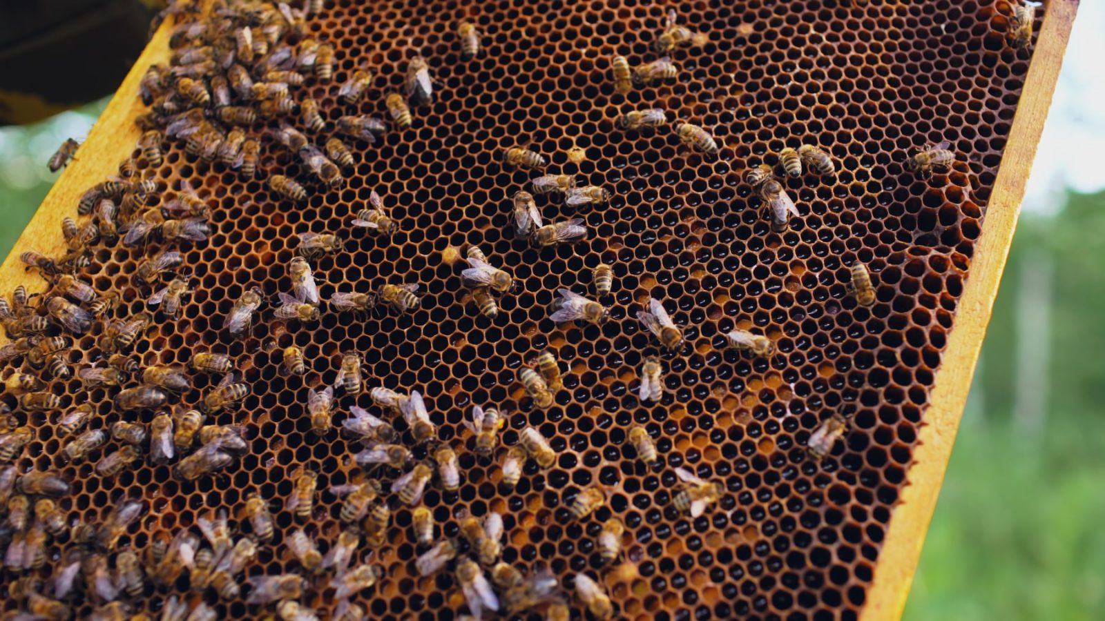 What Does Honey Smell Like? Honey bees crowded across a hexagonal honeycomb frame