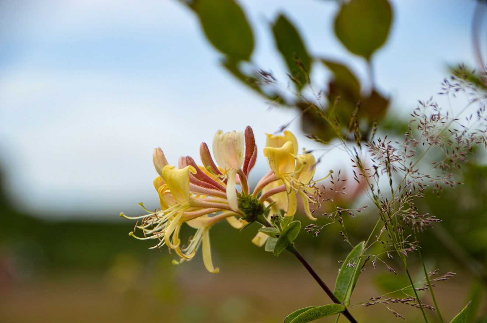What Does Honeysuckle Smell Like? Yellow honeysuckle blooms backlit against green foliage