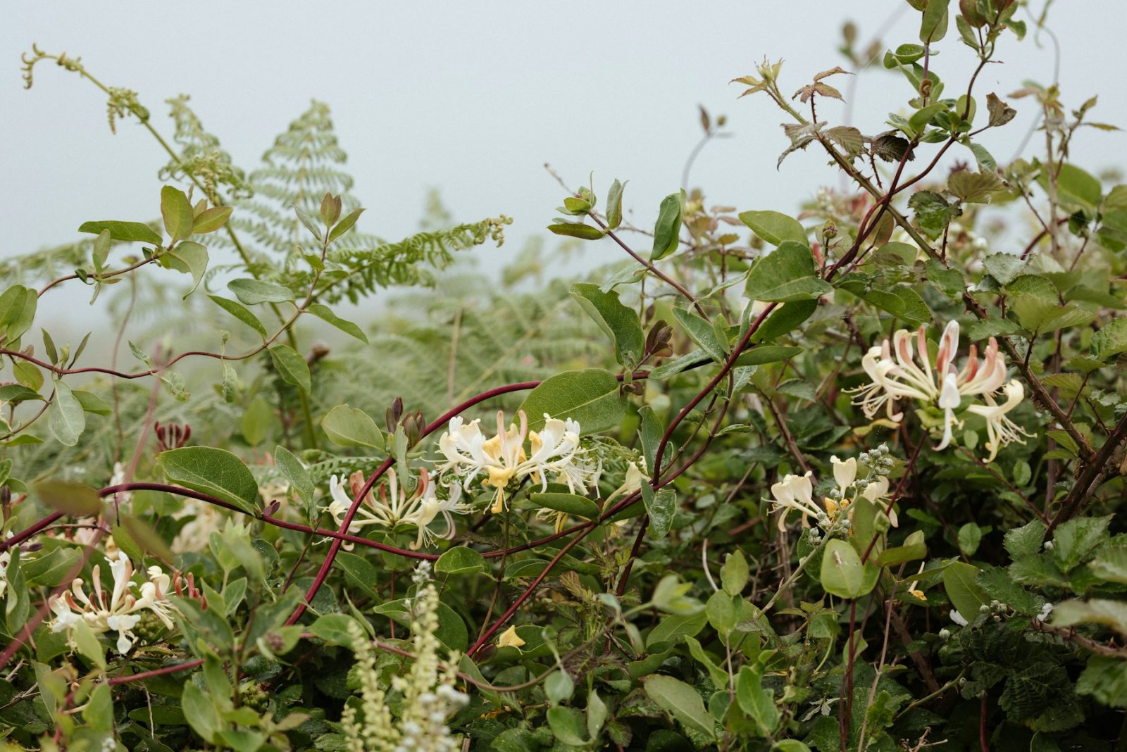 What Does Honeysuckle Smell Like? A honeysuckle bush in flower, scrambling over a hedgerow
