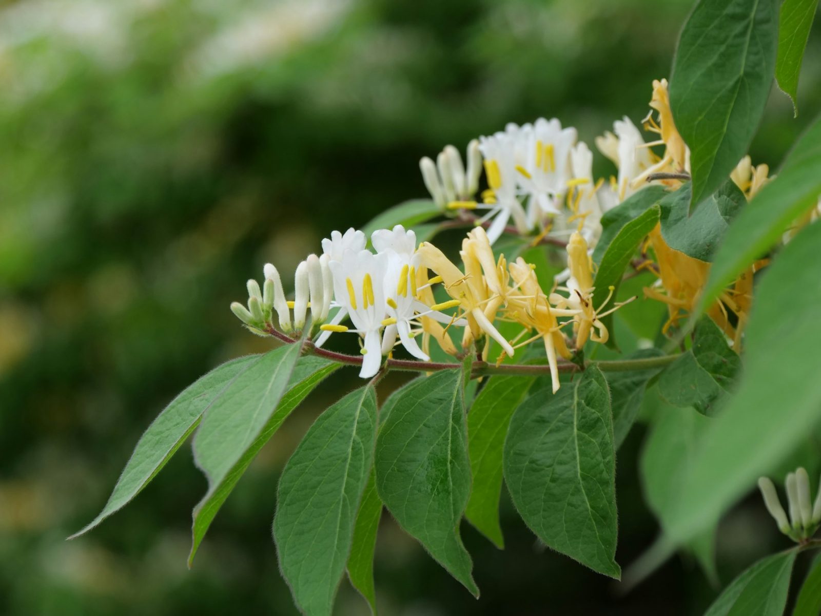 What Does Honeysuckle Smell Like? Honeysuckle flowers in close-up, the white and cream tubular blooms behind the nectar-sweet note