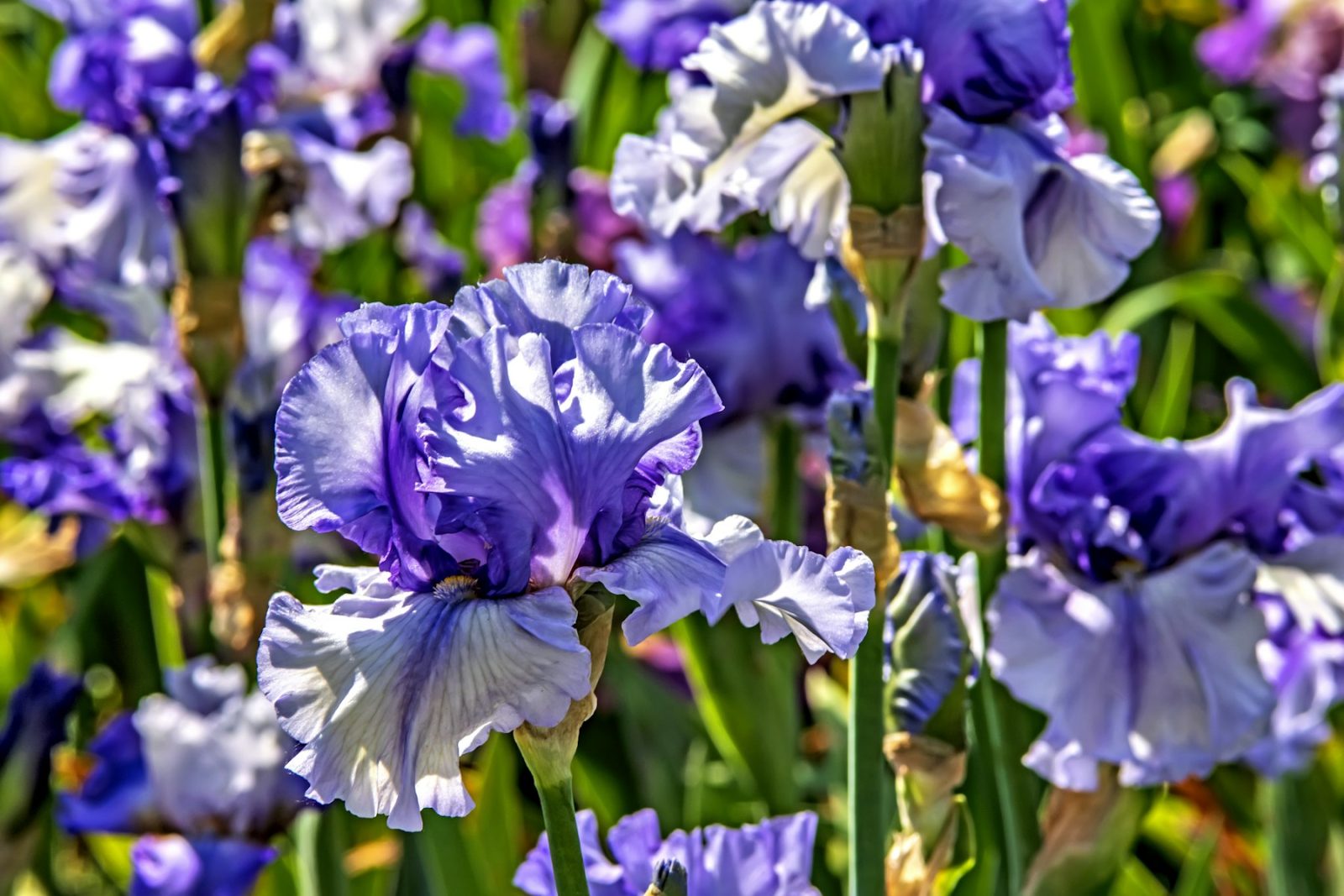 What Are Soft Floral Fragrances? Purple and white irises, the orris root behind the powdery character of soft florals