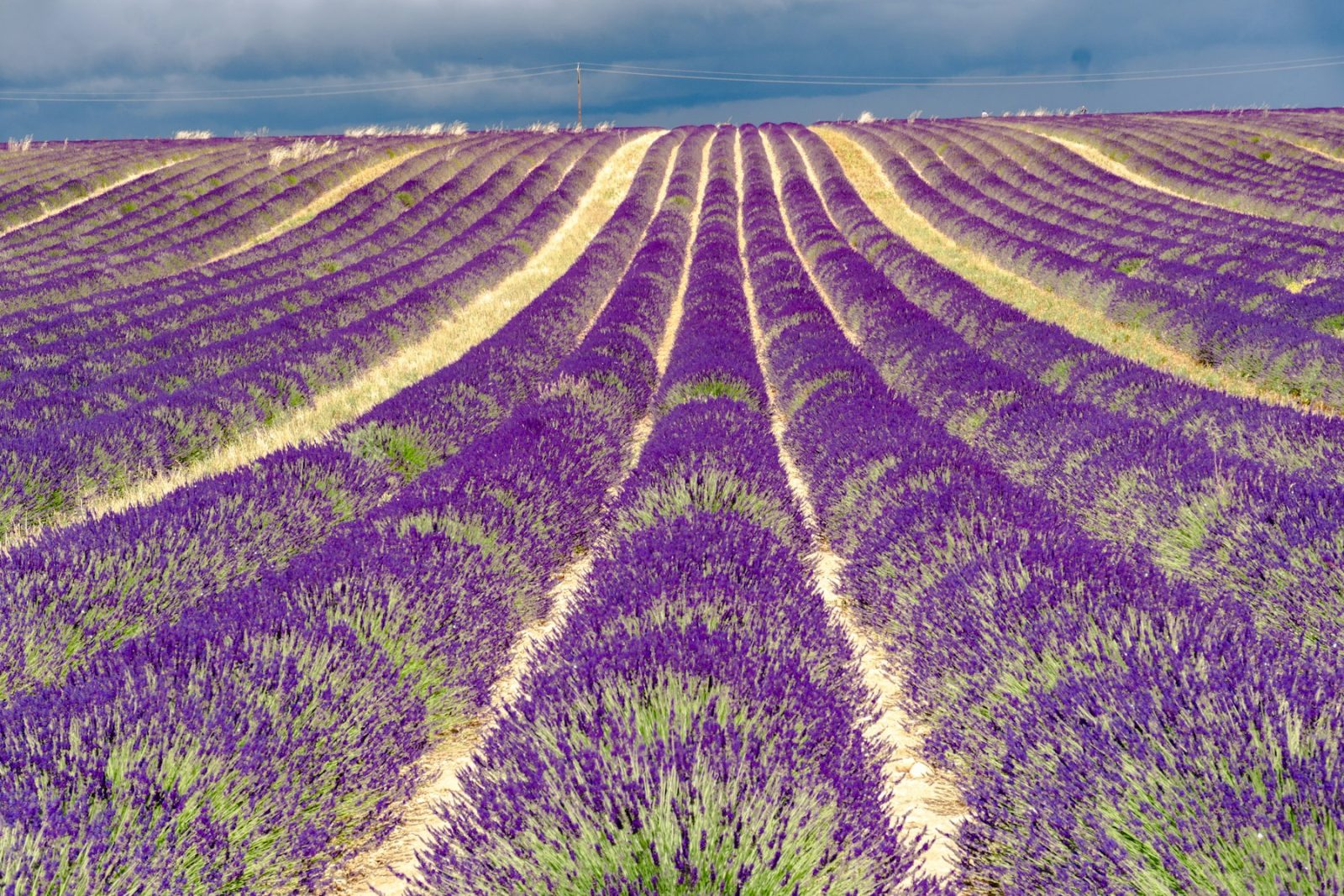 What Does Lavender Smell Like? Rows of purple lavender in bloom stretching across a field in Provence, France