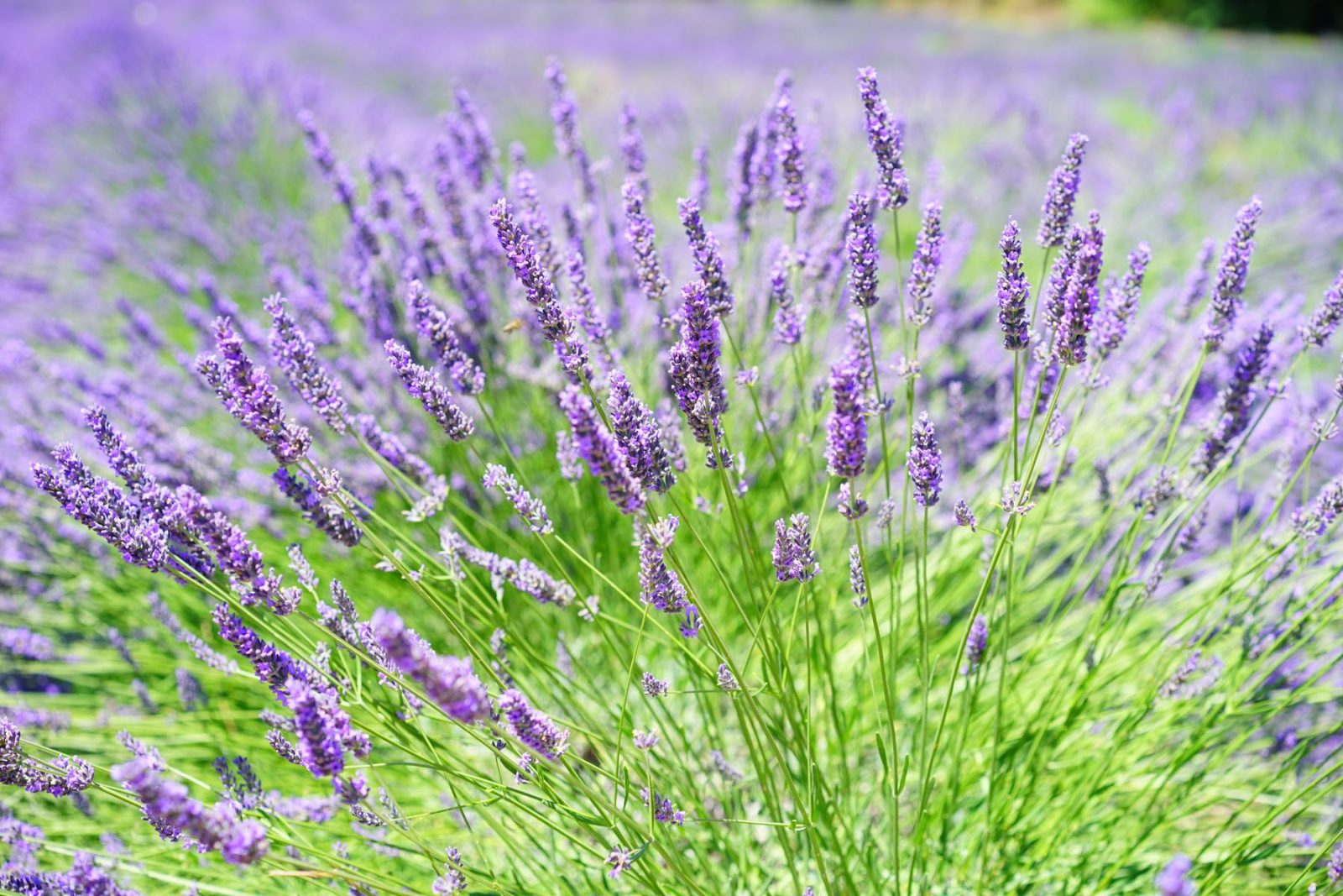 What Does Lavender Smell Like? Close-up of lavender flower spikes blooming in a sunlit field