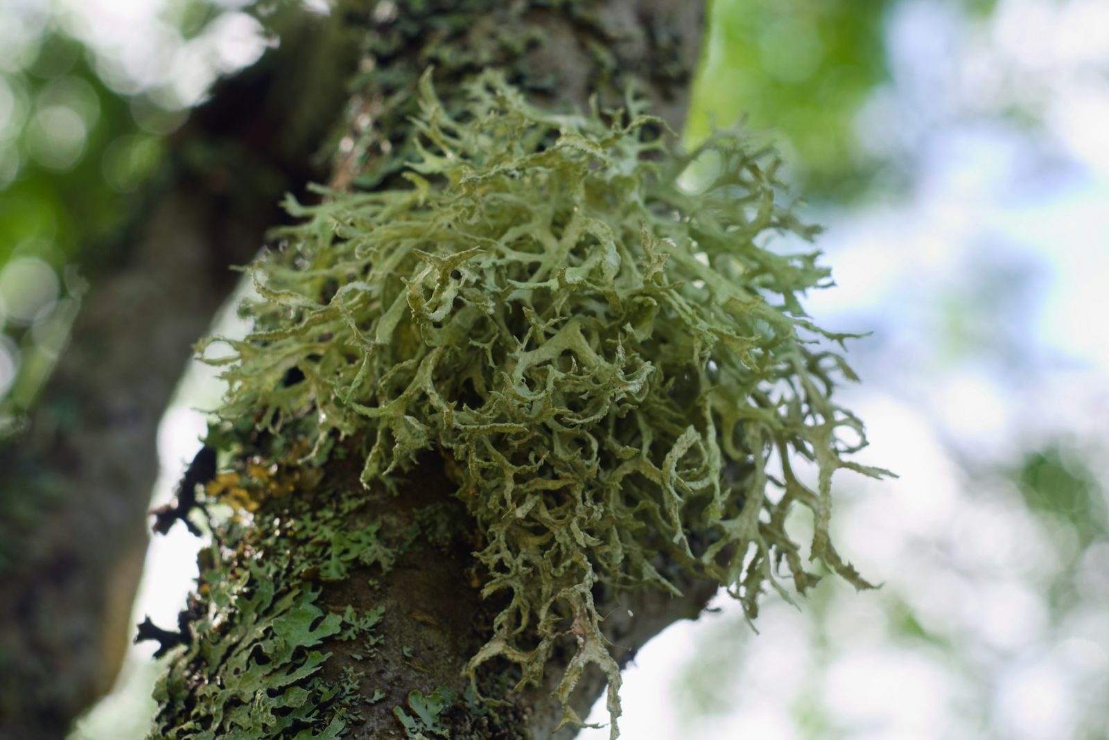 What Does Oakmoss Smell Like? Macro photograph of branching grey-green lichen growing on a tree branch, showing the forked antler-like tufts that distinguish lichen from true moss