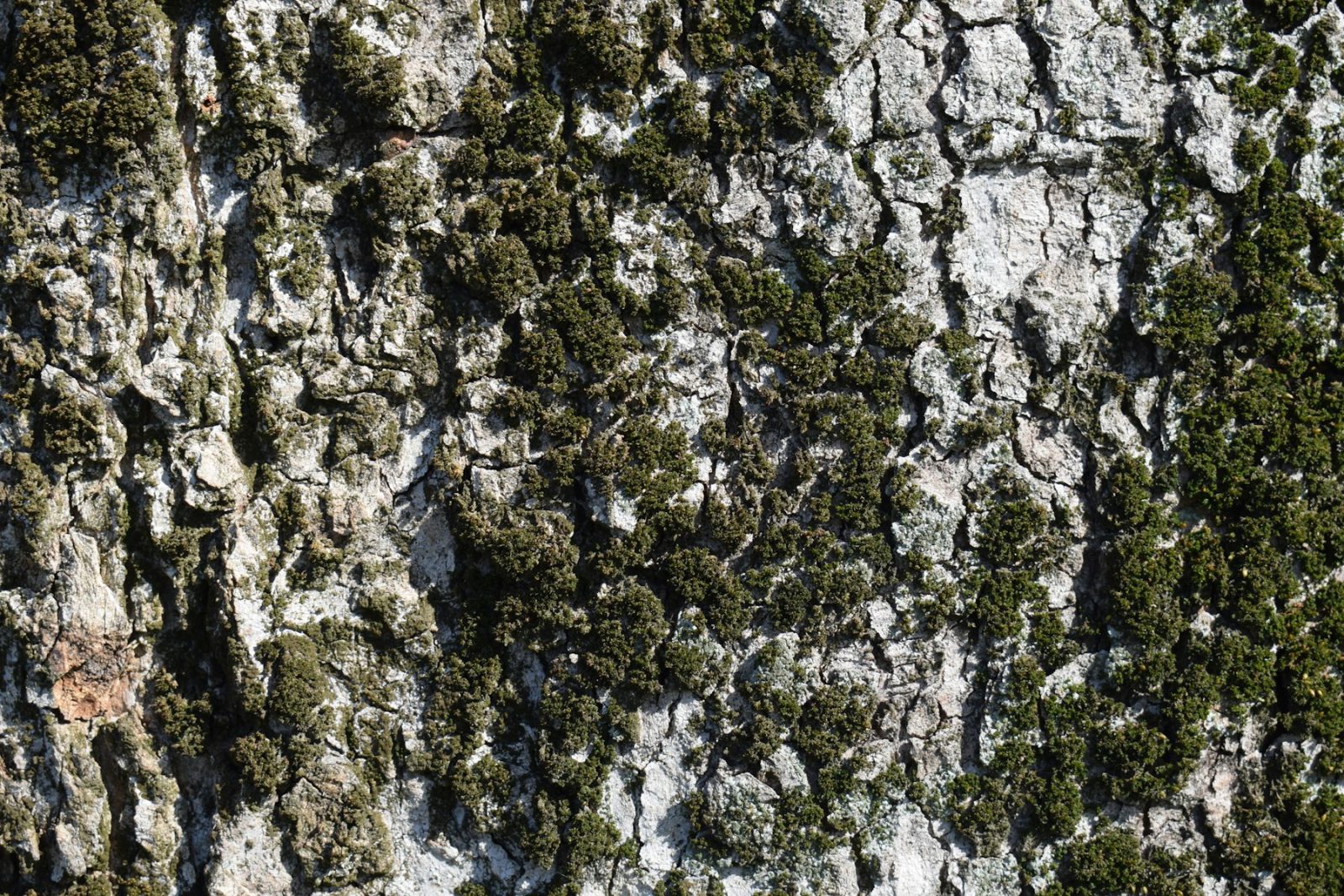 What Does Oakmoss Smell Like? Pale grey-green lichen growing across the rough bark of a tree trunk, the wild-harvested raw material behind the oakmoss note