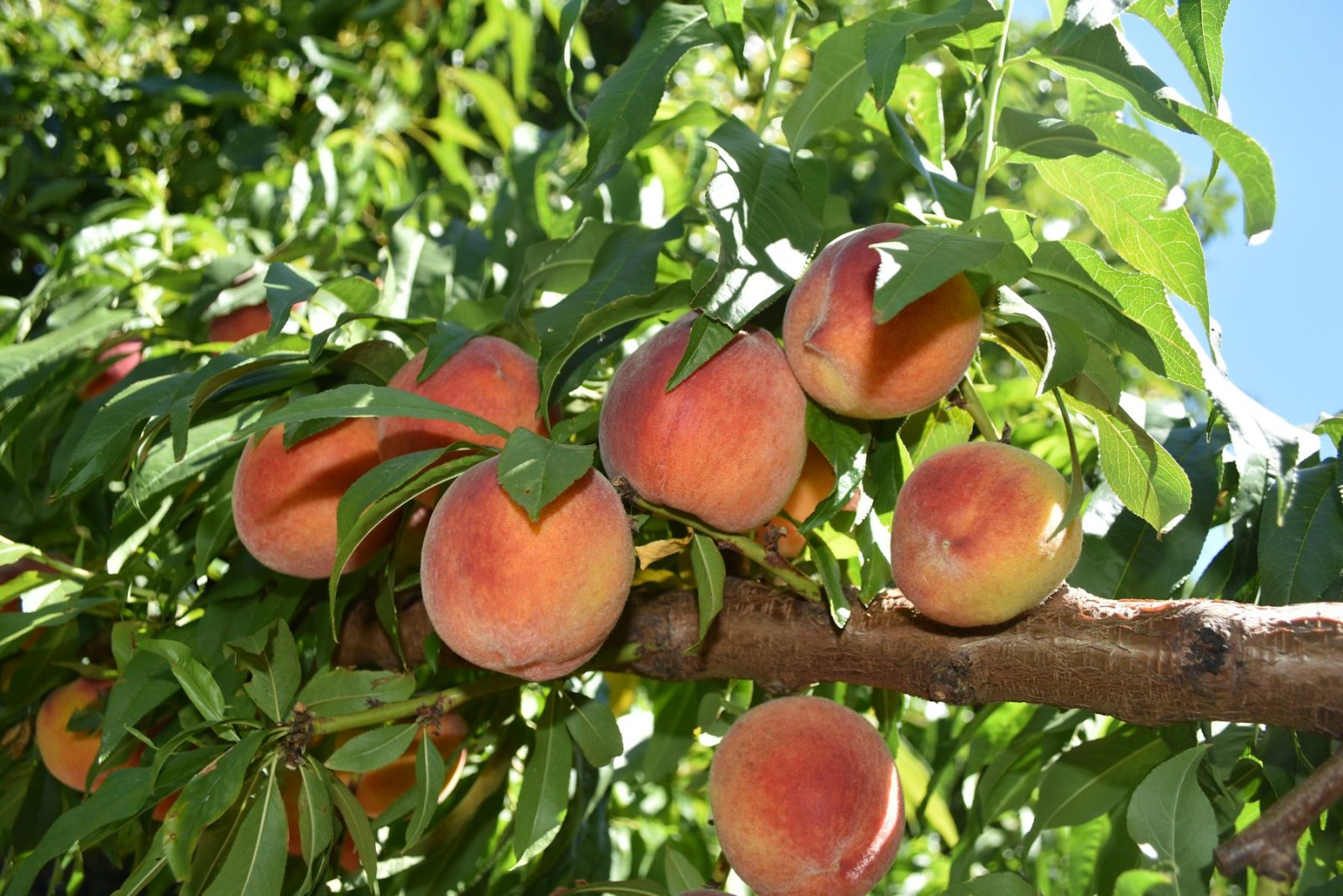 What Does Peach Smell Like? Peaches ripening on the branch in an orchard