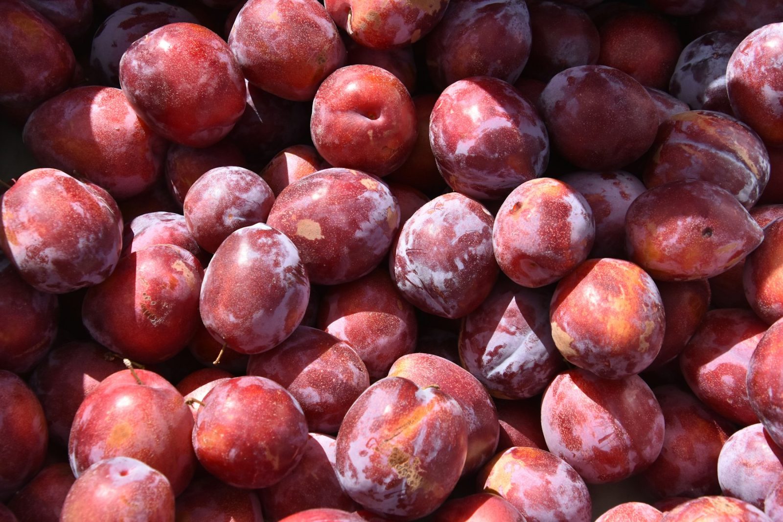 What Does Plum Smell Like? Dark plums with the powdery bloom still on their skin