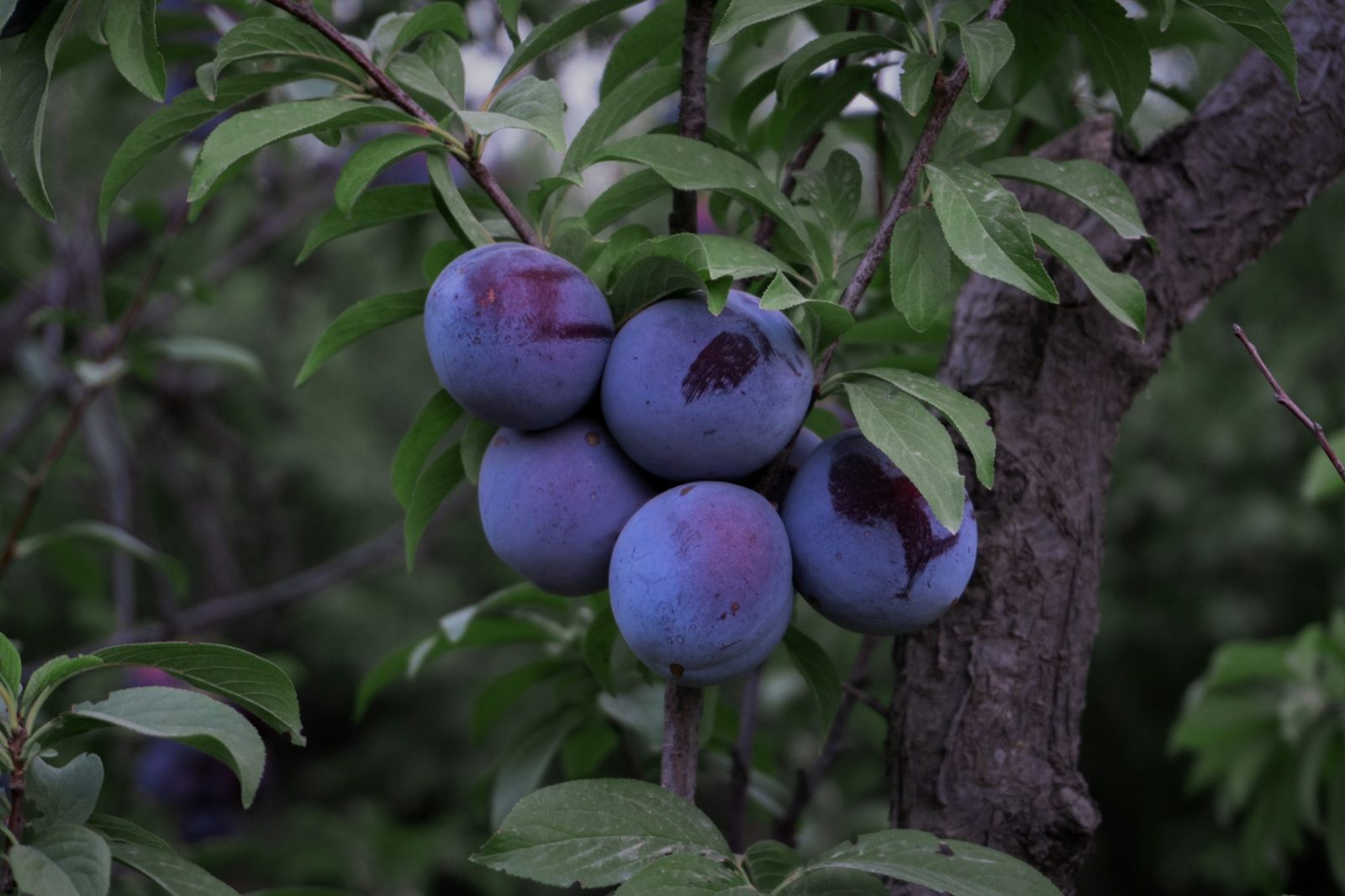 What Does Plum Smell Like? Plums ripening on the branch