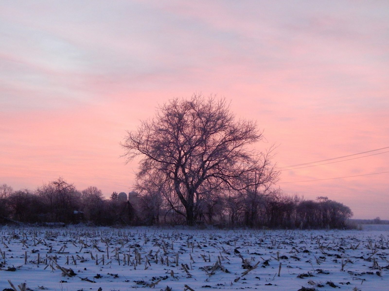 What Do Aldehydes Smell Like? A lone tree in a snow-covered field at pink dawn, evoking the cold metallic facet of aldehydes