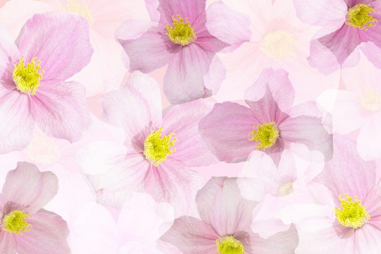 Pale pink and white blooms in diffuse light, the powdery softness that defines the soft floral sub-family