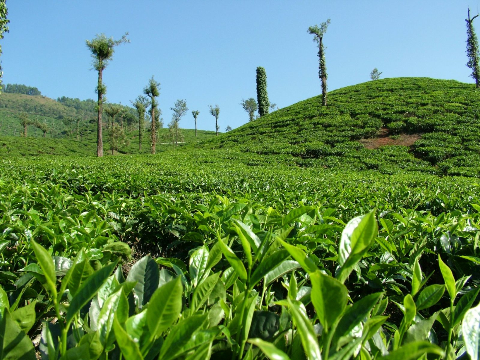 What Does Tea Smell Like? Rows of tea bushes on a hillside plantation