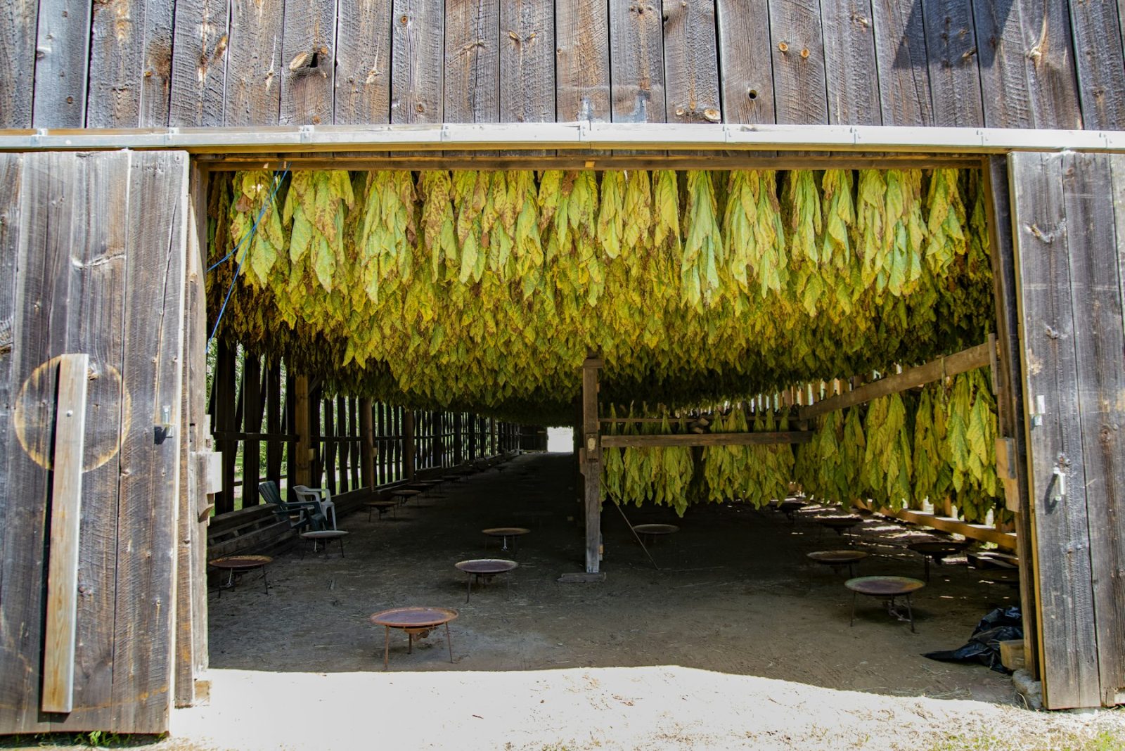 What Does Tobacco Smell Like? Tobacco leaves hung on racks in a curing barn, turning from green to gold