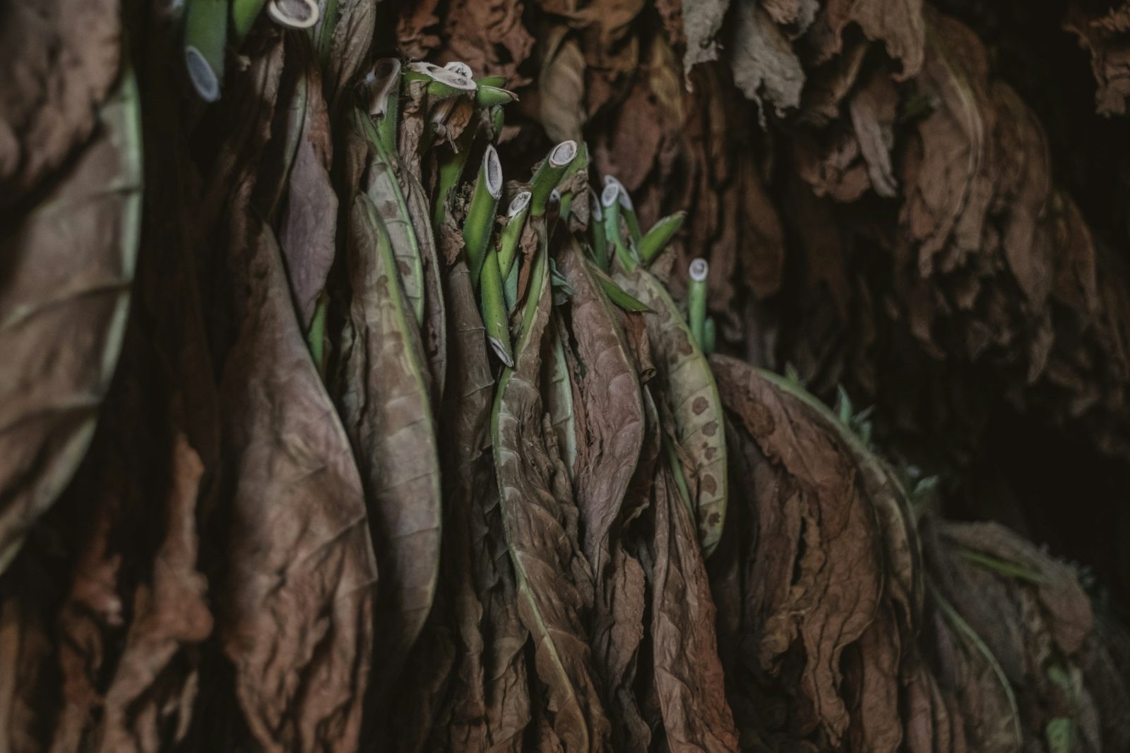 What Does Tobacco Smell Like? Cured tobacco leaves hanging in rows, showing the deep brown of the dried leaf