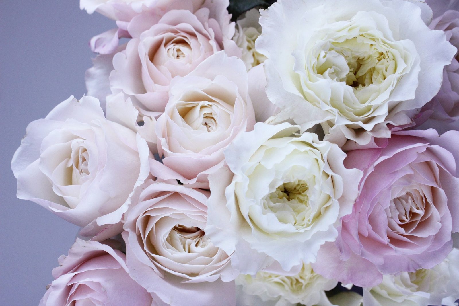 What Are Soft Floral Fragrances? Cream and white roses massed in soft light